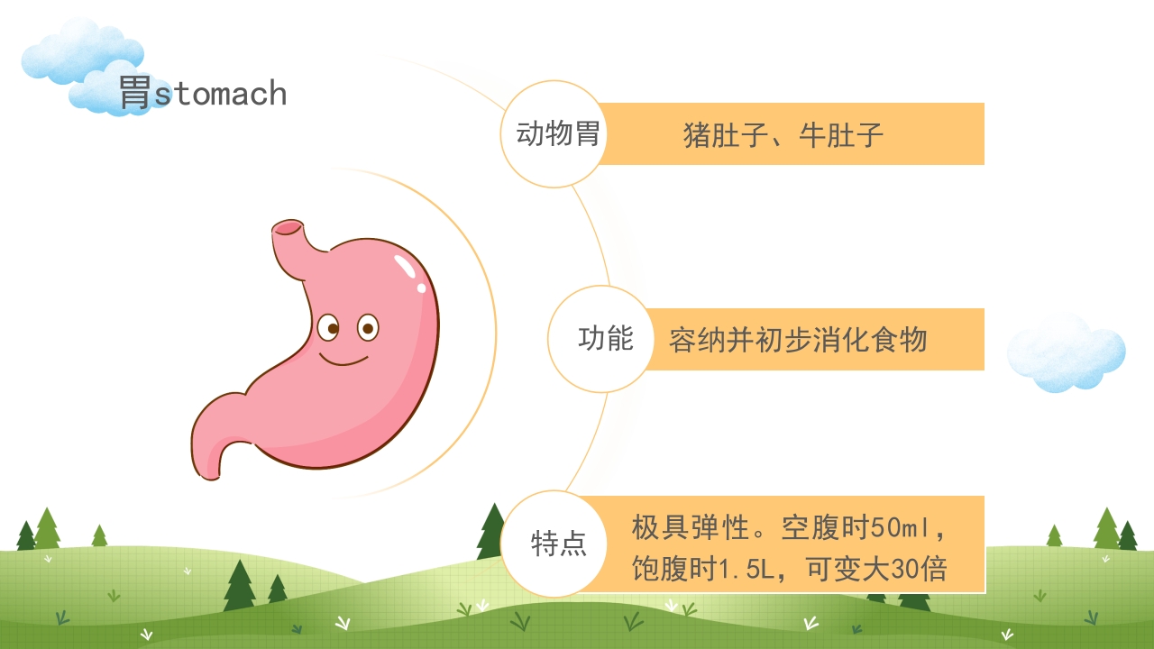 身体器官知多少幼儿园医学科普知识课件PPT课件12