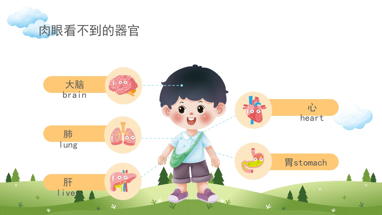 身体器官知多少幼儿园医学科普知识课件PPT课件6