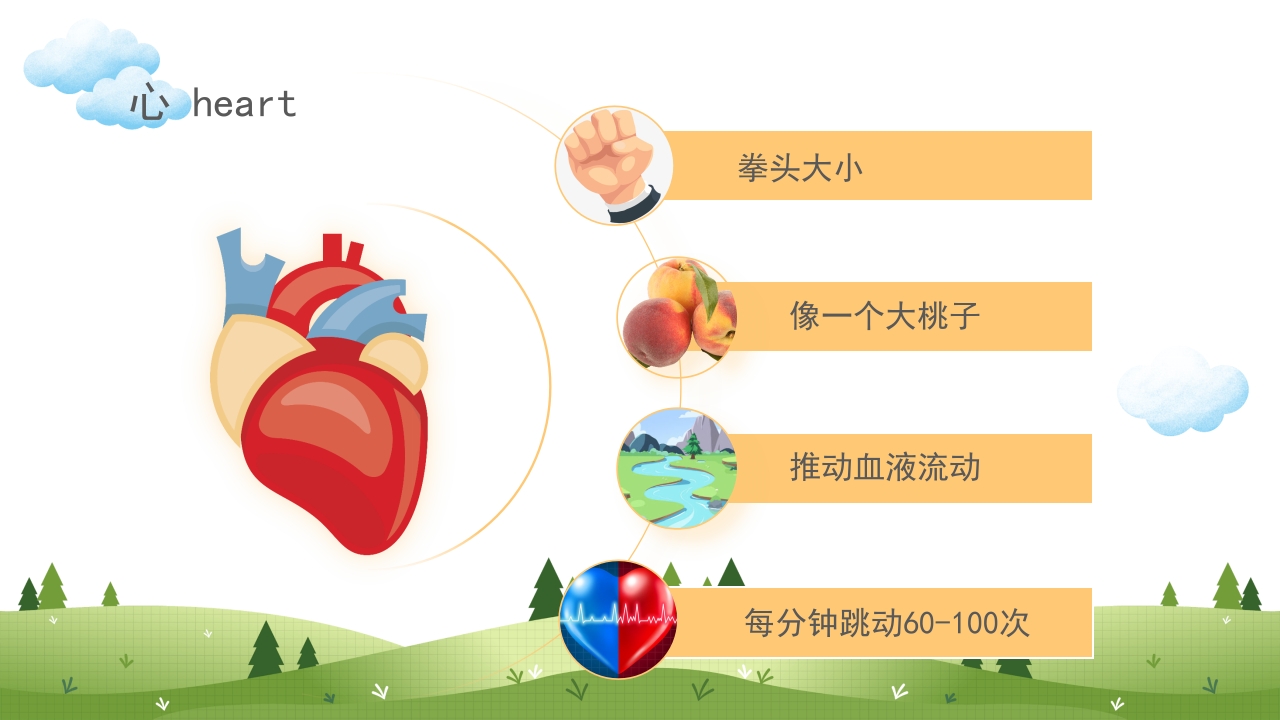 身体器官知多少幼儿园医学科普知识课件PPT课件8