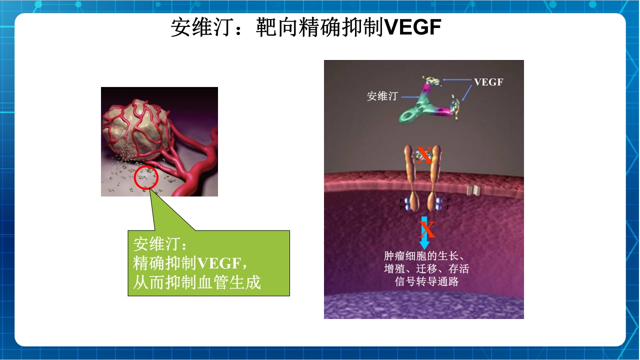 抗肿瘤靶向药物治疗及护理PPT课件28