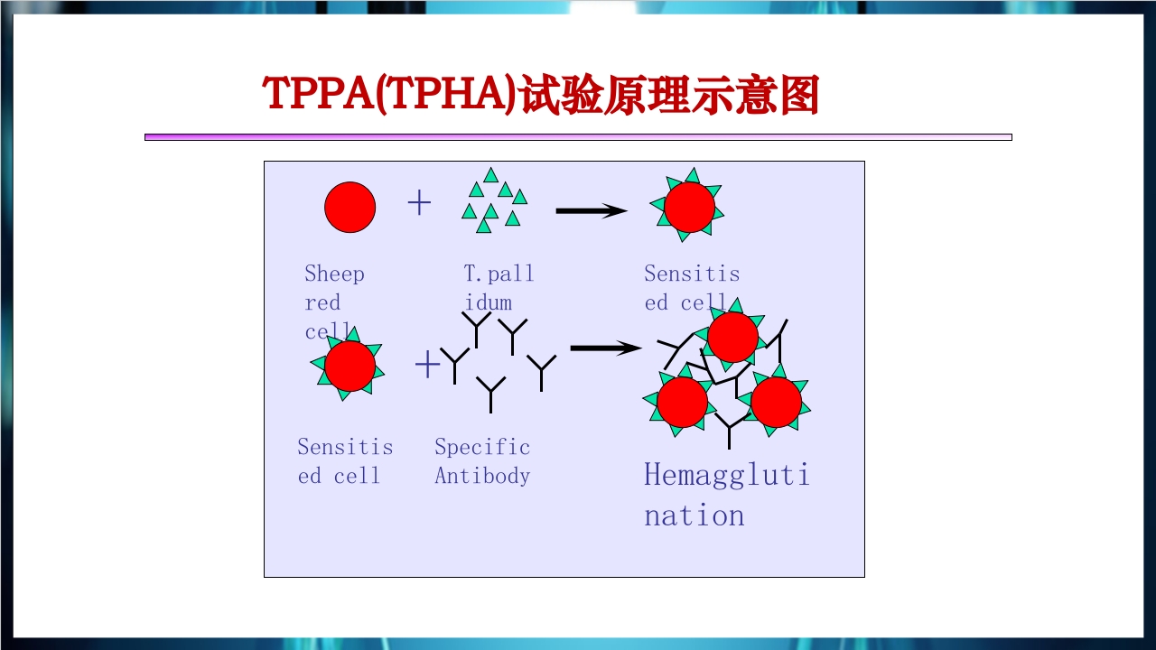 梅毒实验室诊断技术及梅毒实验室检测技术规范简介PPT课件34