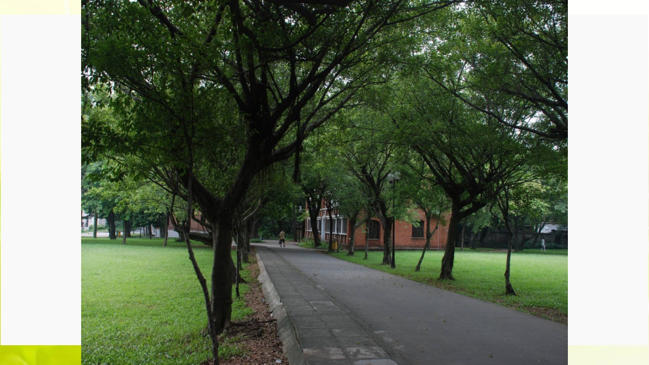 走进中山大学ppt15