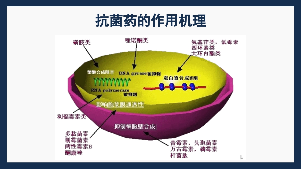 呼吸科常用药PPT课件下载3