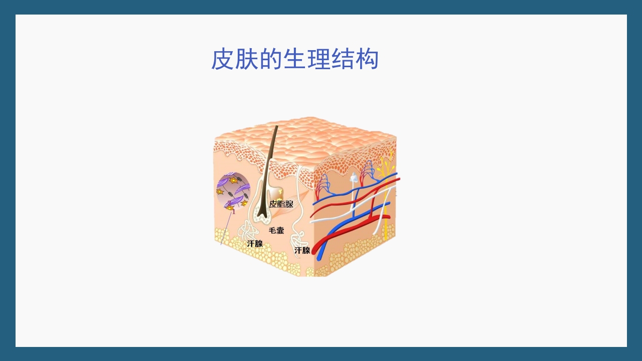 敏感性皮肤及修复策略PPT课件10