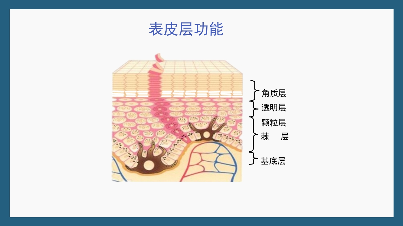 敏感性皮肤及修复策略PPT课件12