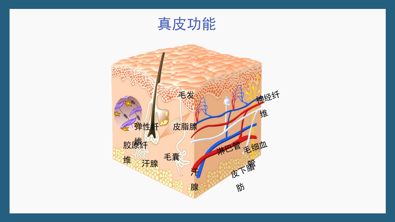 敏感性皮肤及修复策略PPT课件14