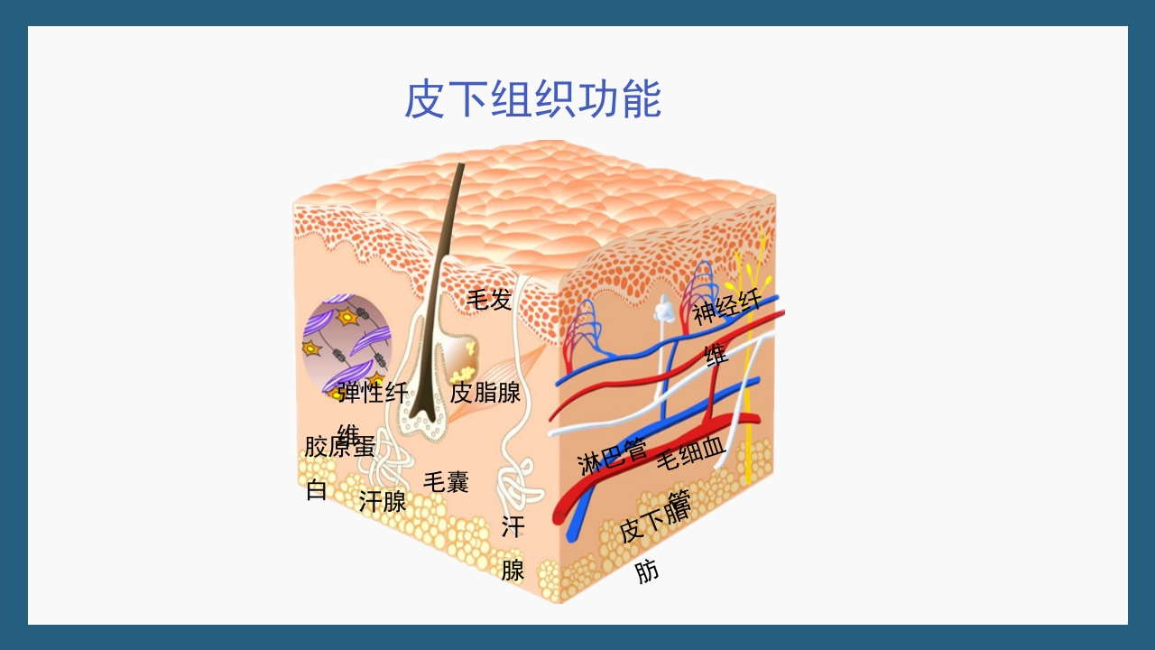 敏感性皮肤及修复策略PPT课件16