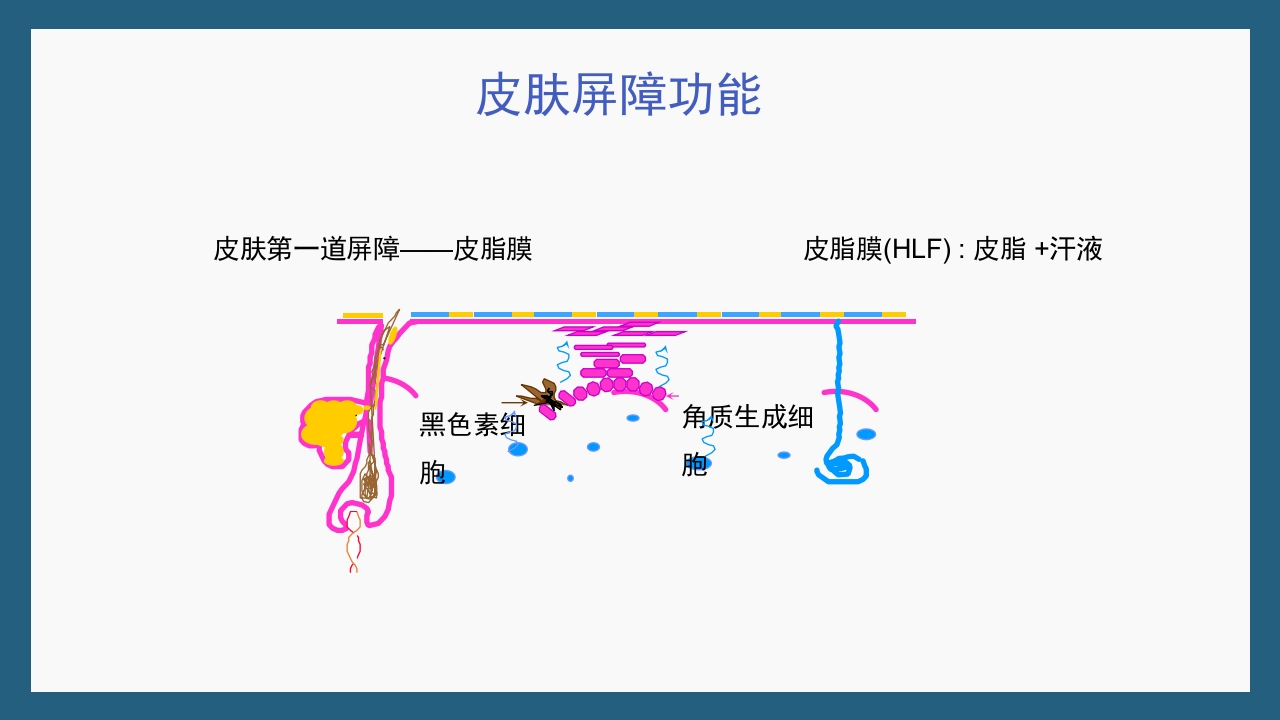 敏感性皮肤及修复策略PPT课件18