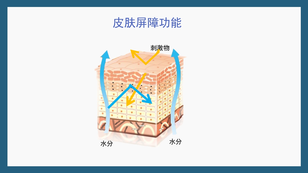 敏感性皮肤及修复策略PPT课件21