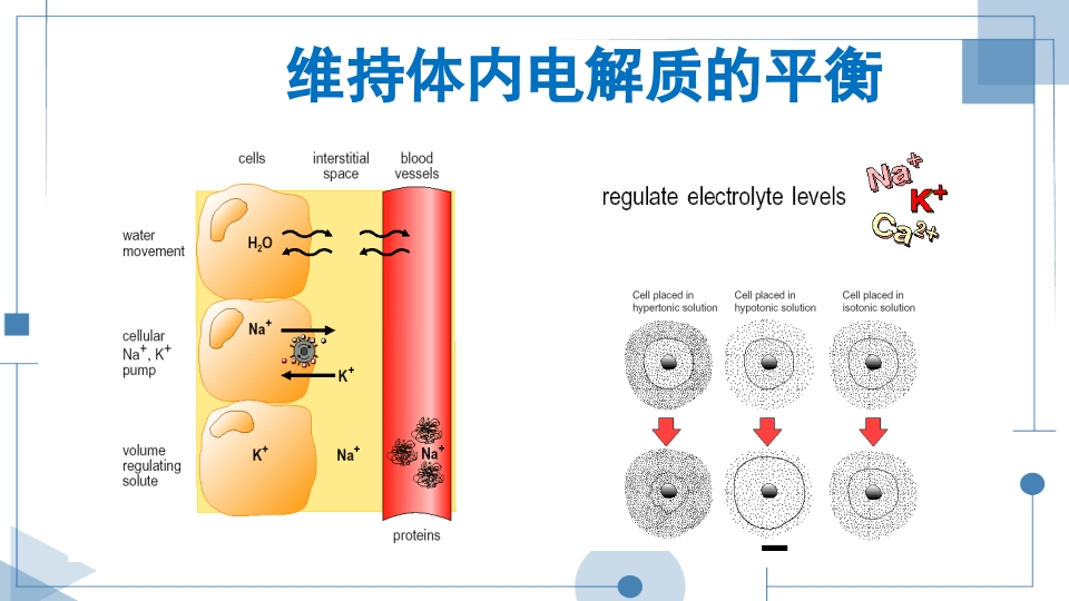 血液透析护理查房PPT课件下载13