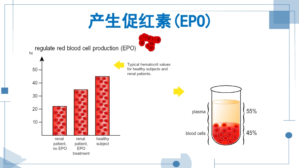 血液透析护理查房PPT课件下载15