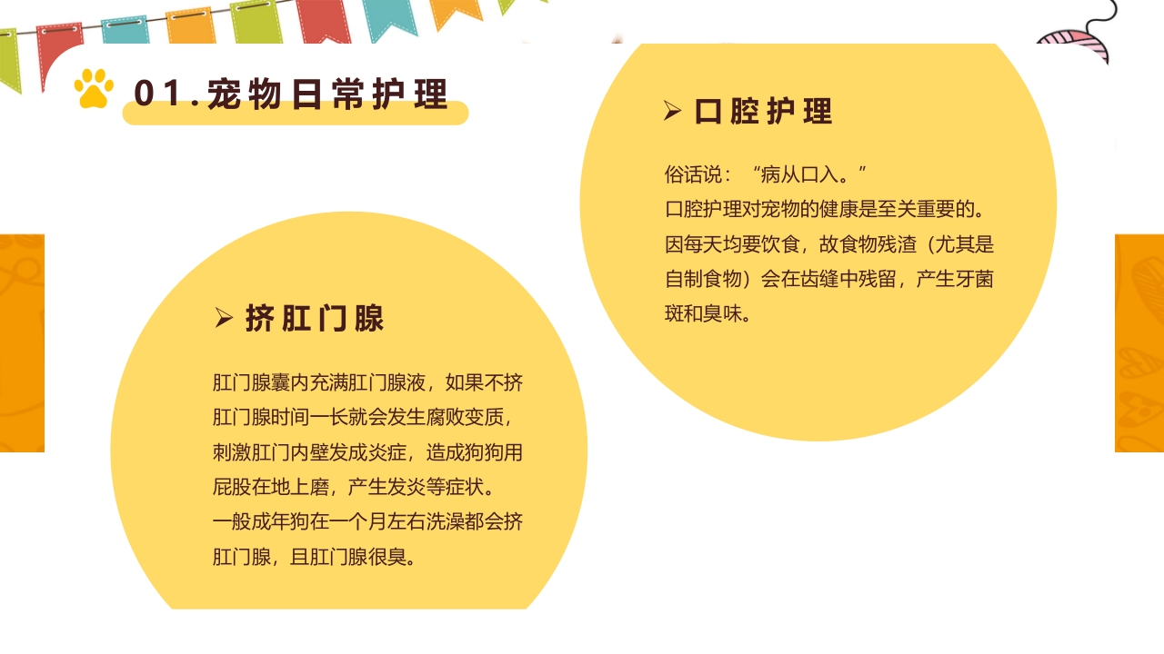 卡通风宠物健康护理知识讲解PPT课件7