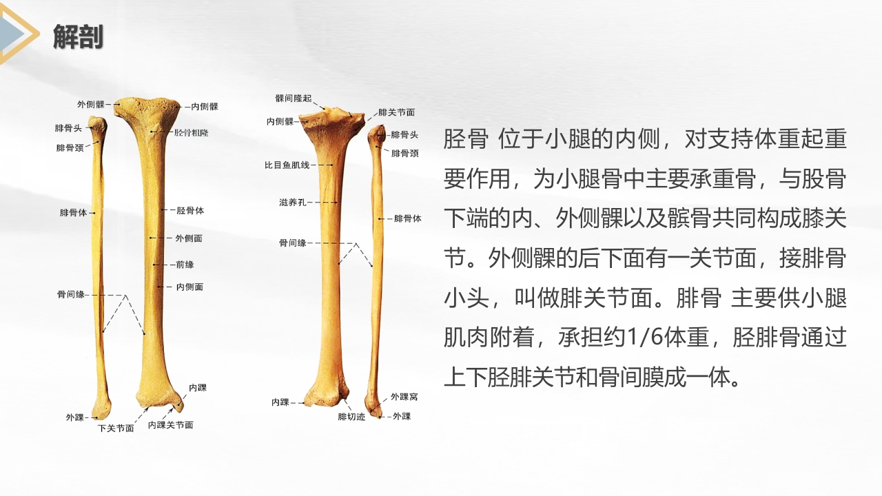 胫腓骨骨折护理查房PPT课件4
