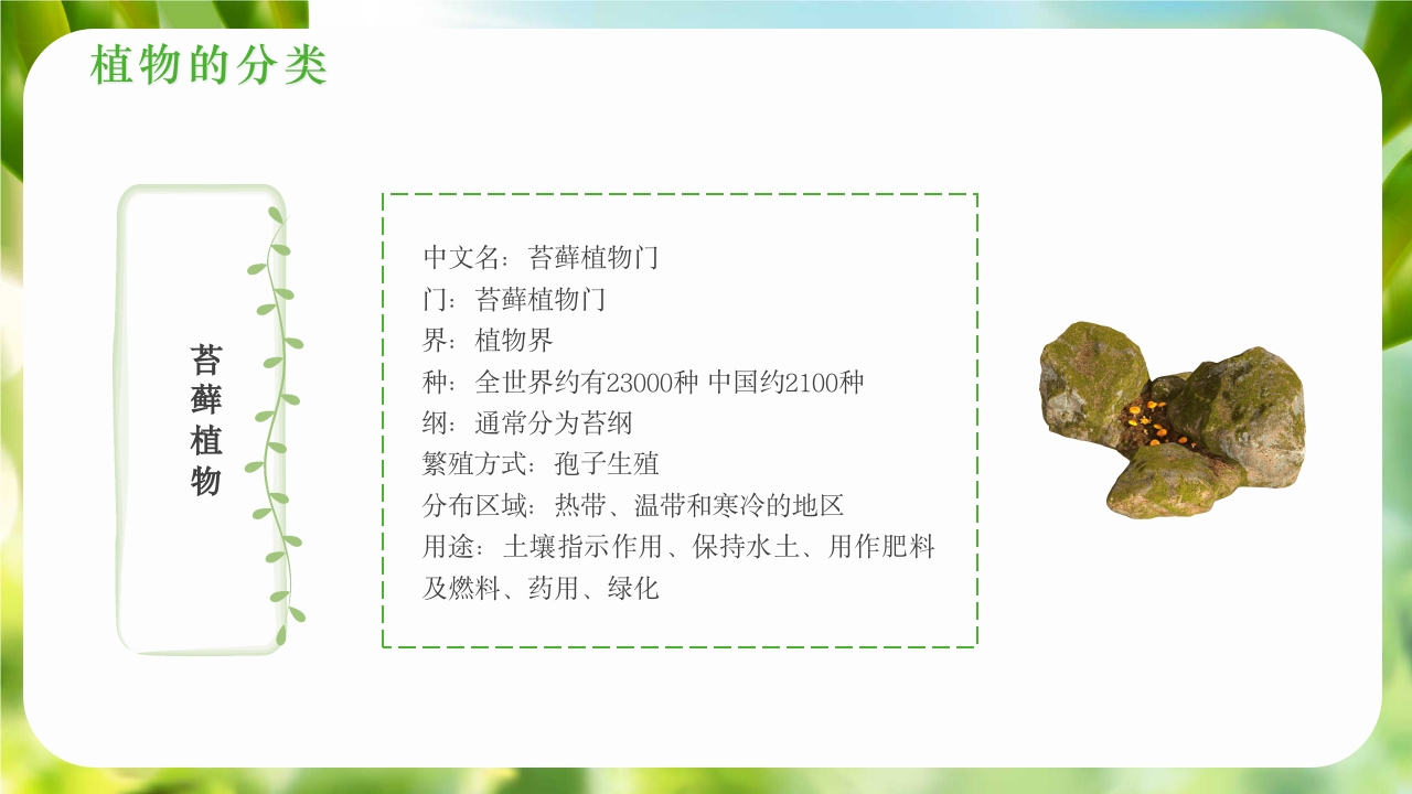 绿色植物介绍笔记植物科普知识课件PPT下载10