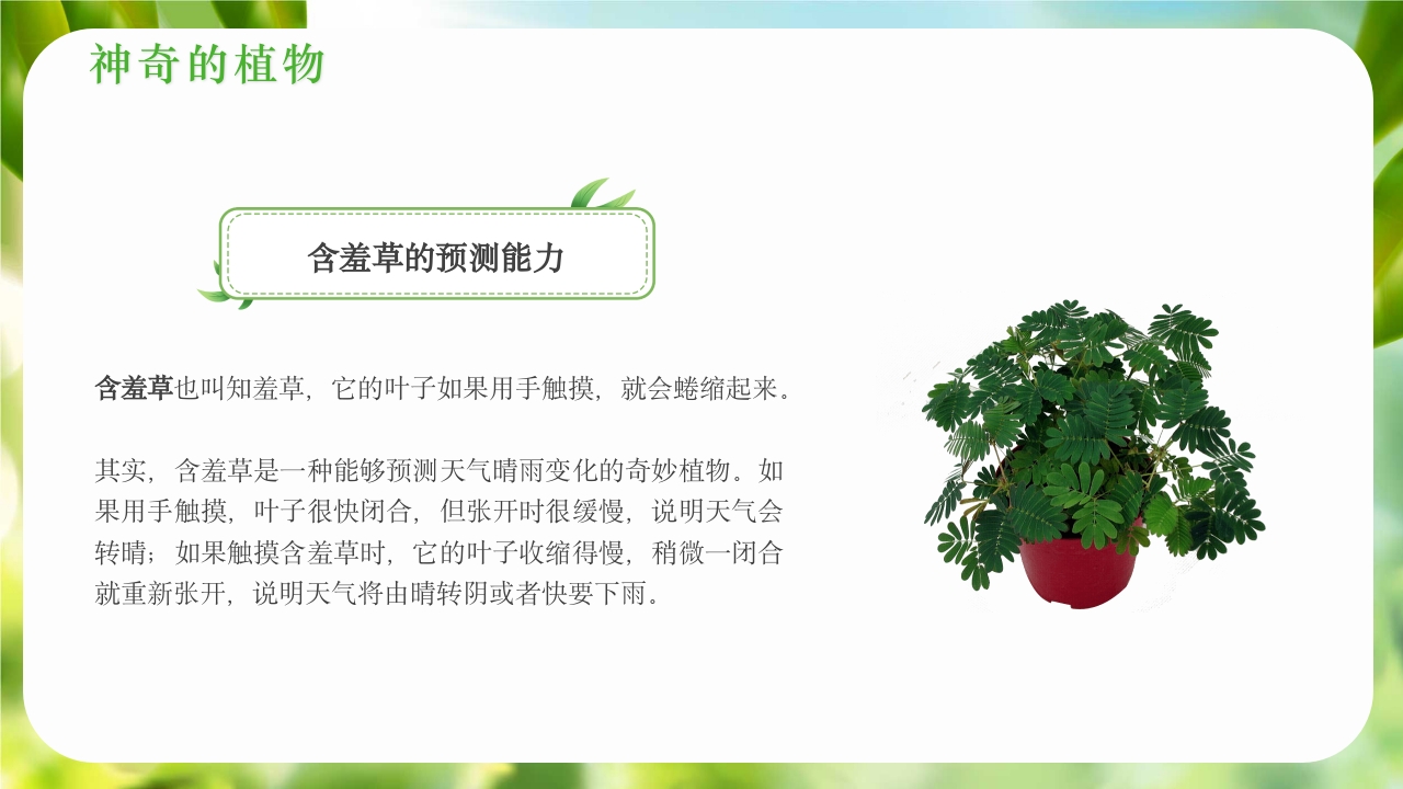 绿色植物介绍笔记植物科普知识课件PPT下载13