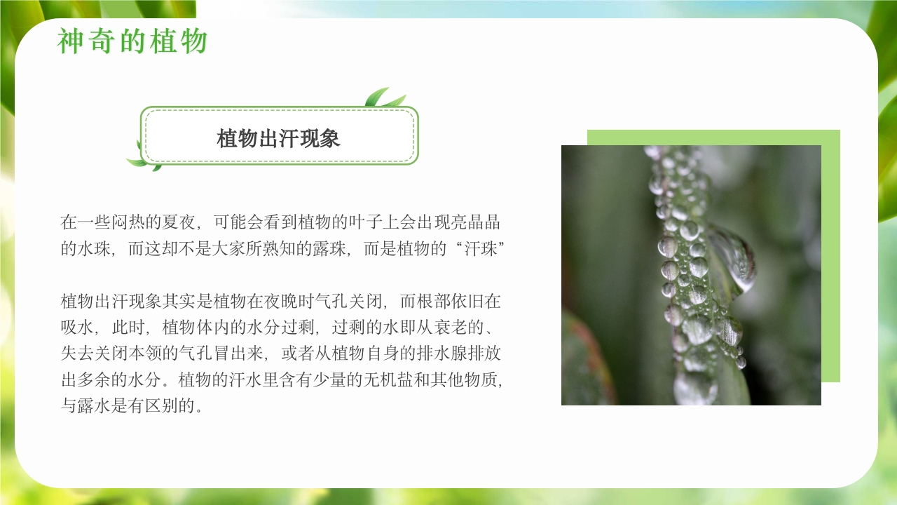 绿色植物介绍笔记植物科普知识课件PPT下载15