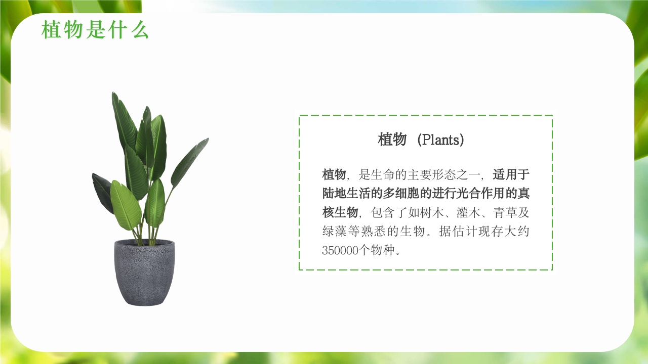 绿色植物介绍笔记植物科普知识课件PPT下载4