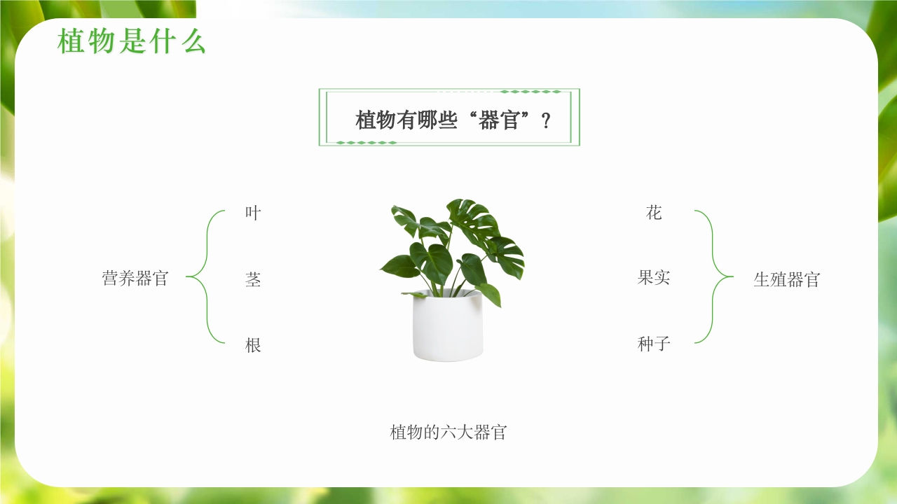 绿色植物介绍笔记植物科普知识课件PPT下载5