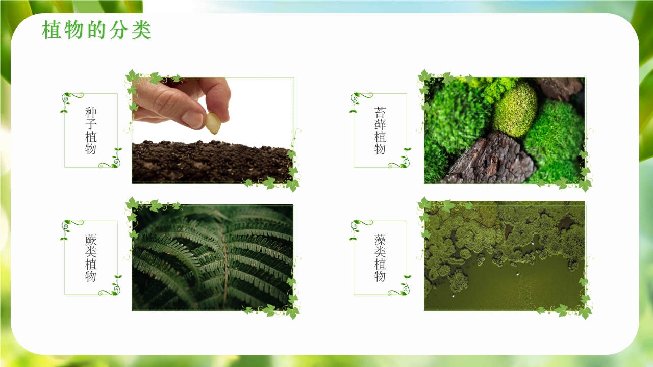 绿色植物介绍笔记植物科普知识课件PPT下载7