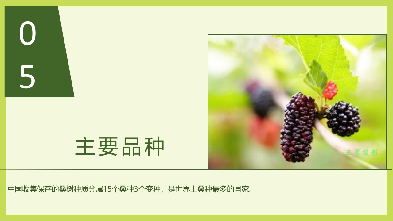 循着桑椹足迹·普及科学知识PPT课件10