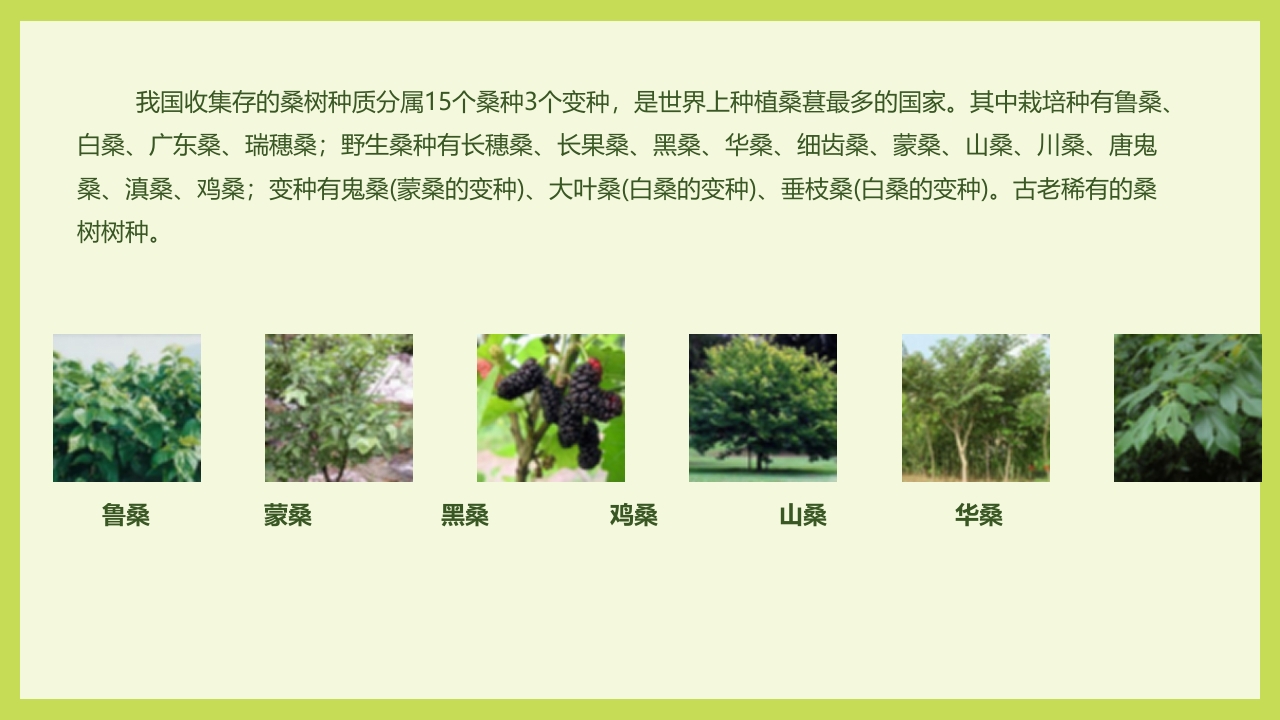 循着桑椹足迹·普及科学知识PPT课件11