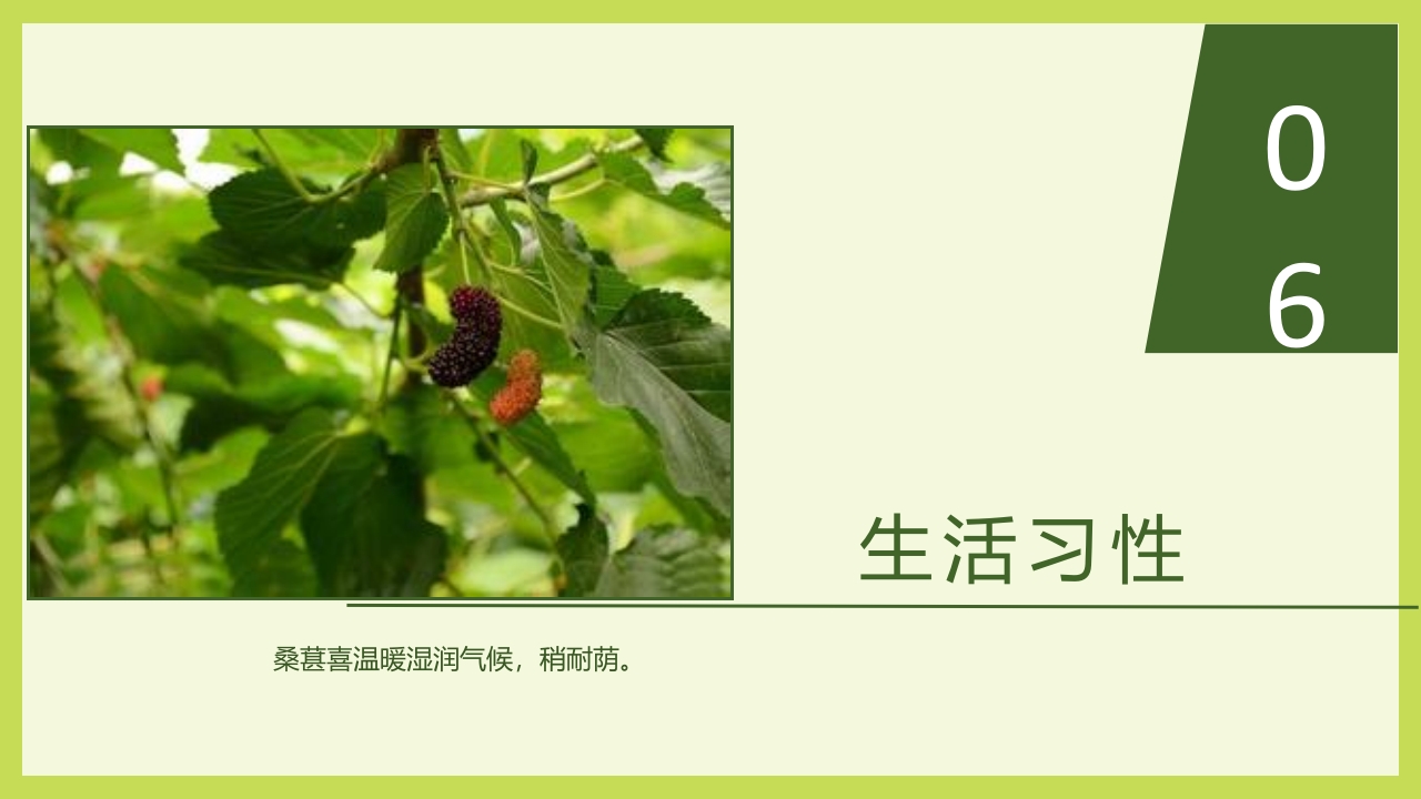 循着桑椹足迹·普及科学知识PPT课件12