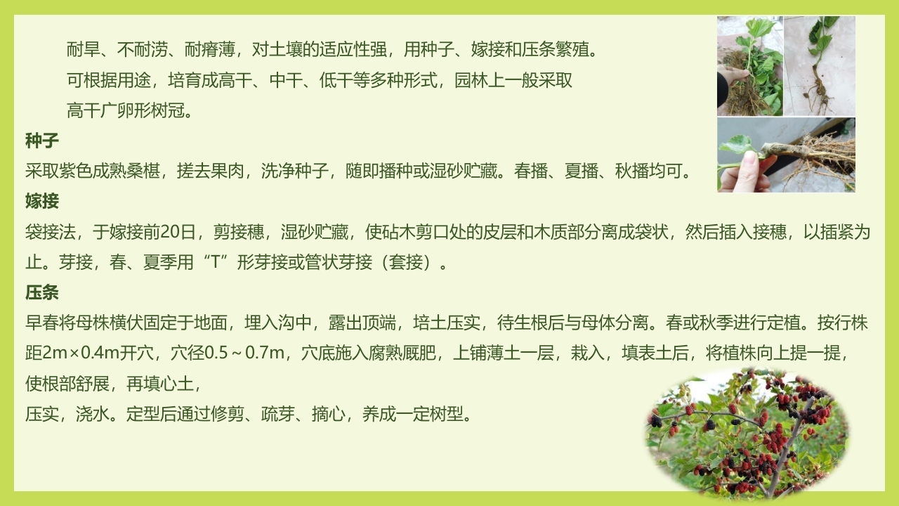 循着桑椹足迹·普及科学知识PPT课件15