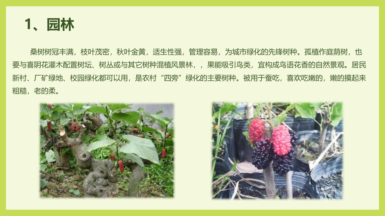 循着桑椹足迹·普及科学知识PPT课件17