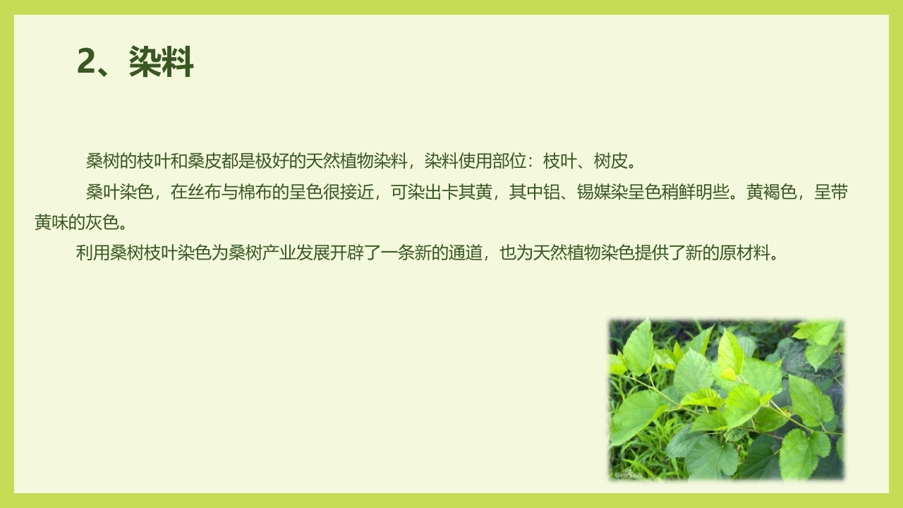 循着桑椹足迹·普及科学知识PPT课件18