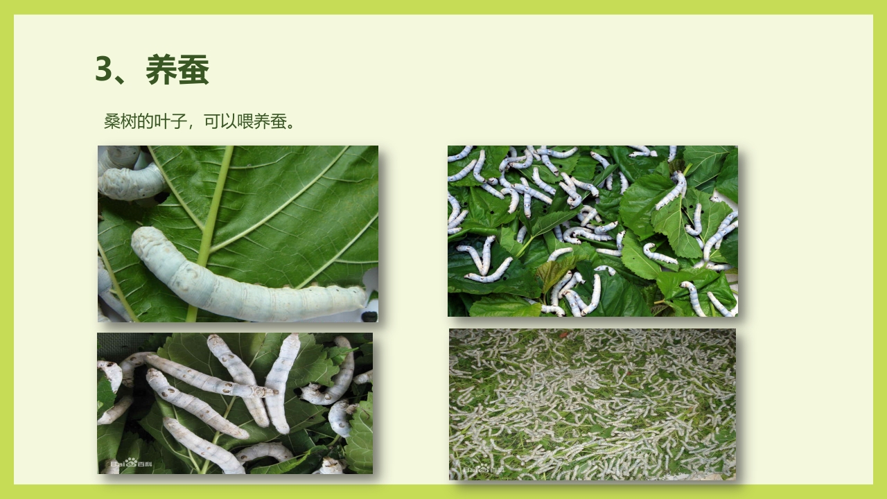 循着桑椹足迹·普及科学知识PPT课件19