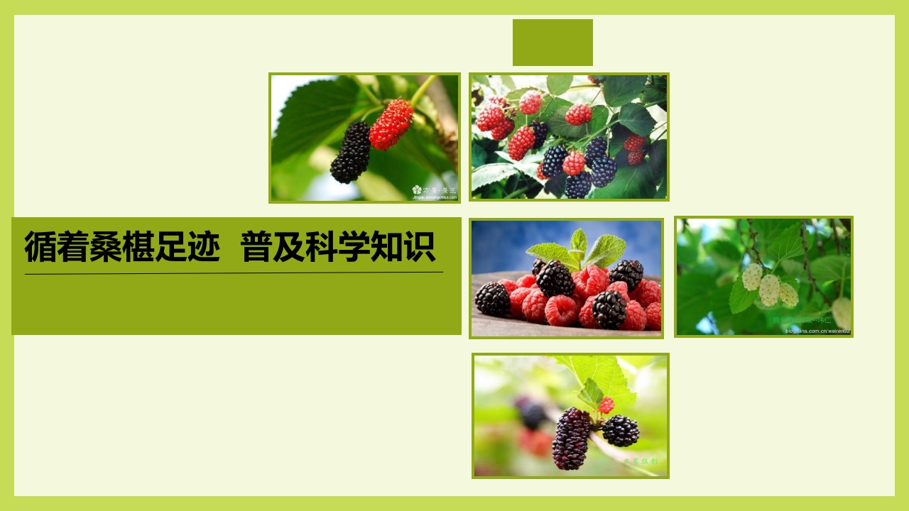 循着桑椹足迹·普及科学知识PPT课件1