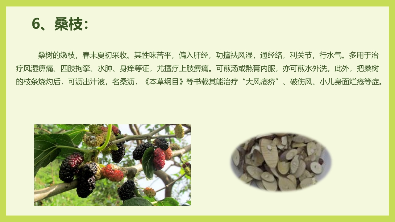 循着桑椹足迹·普及科学知识PPT课件26