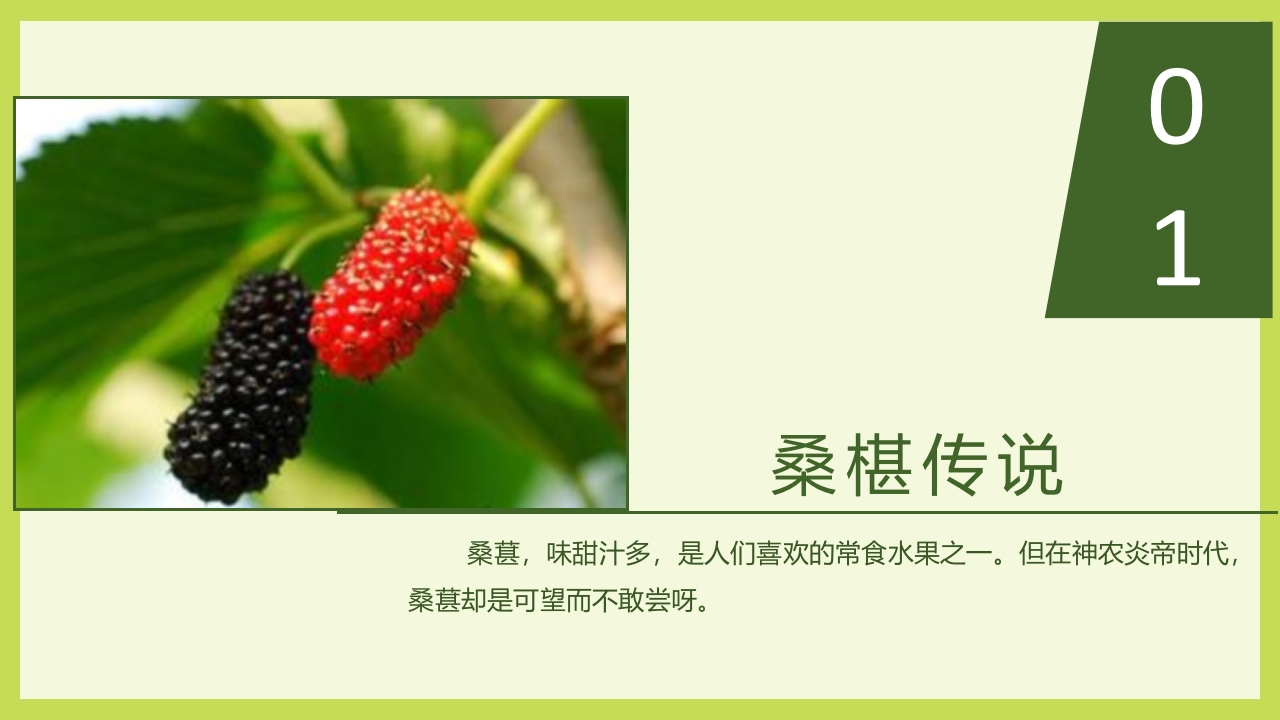 循着桑椹足迹·普及科学知识PPT课件2