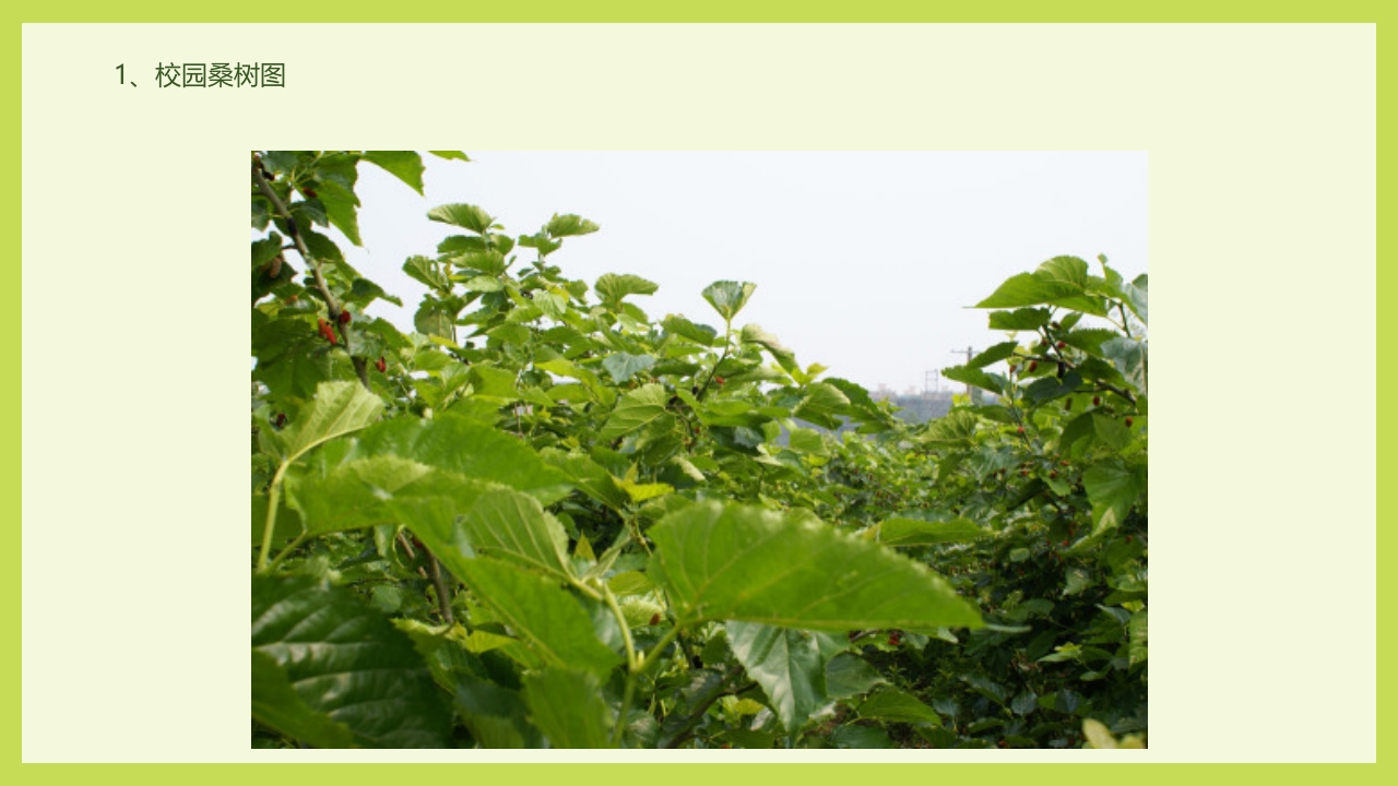 循着桑椹足迹·普及科学知识PPT课件34