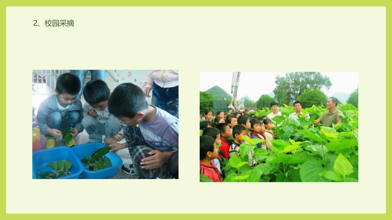 循着桑椹足迹·普及科学知识PPT课件35