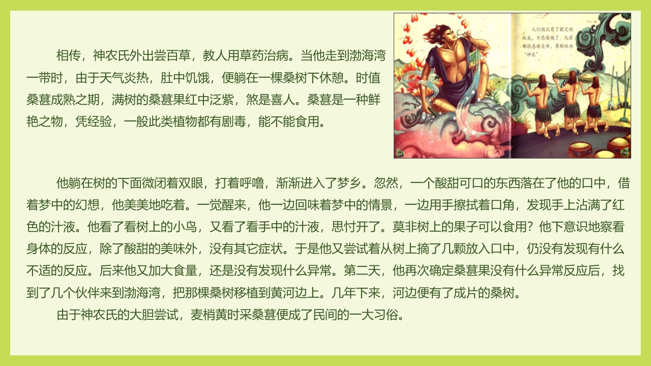 循着桑椹足迹·普及科学知识PPT课件3