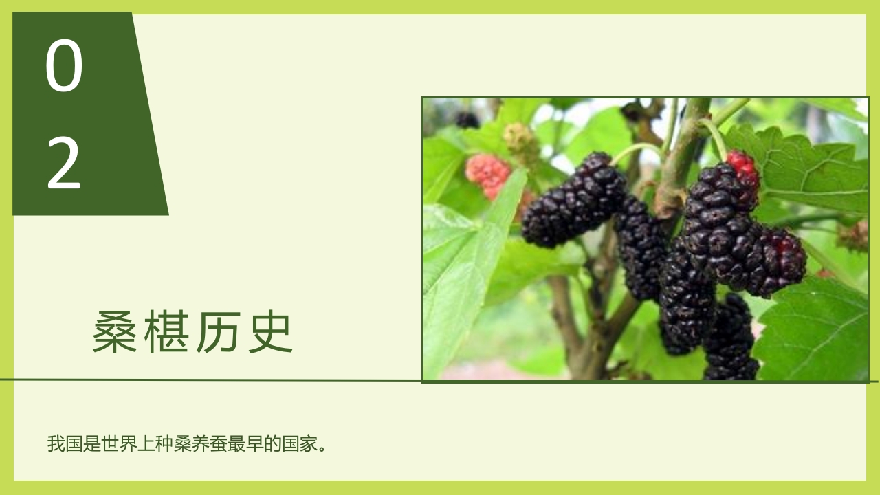 循着桑椹足迹·普及科学知识PPT课件4