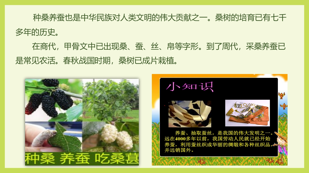 循着桑椹足迹·普及科学知识PPT课件5