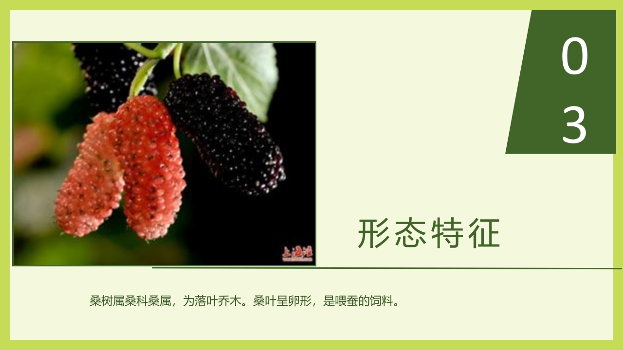 循着桑椹足迹·普及科学知识PPT课件6