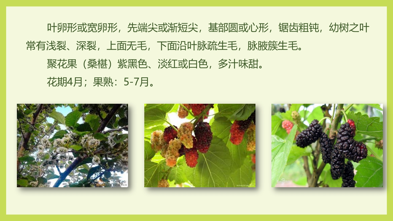 循着桑椹足迹·普及科学知识PPT课件7