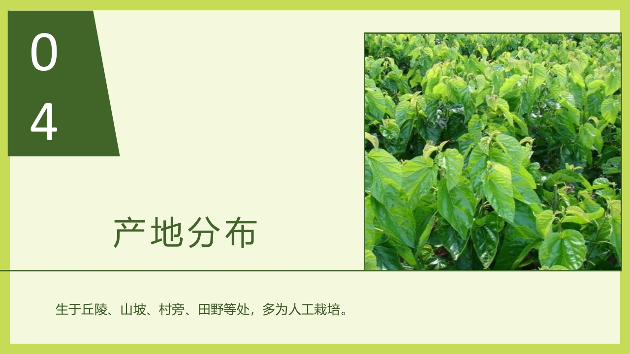 循着桑椹足迹·普及科学知识PPT课件8