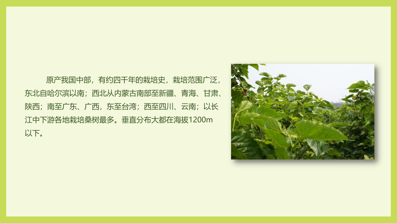 循着桑椹足迹·普及科学知识PPT课件9