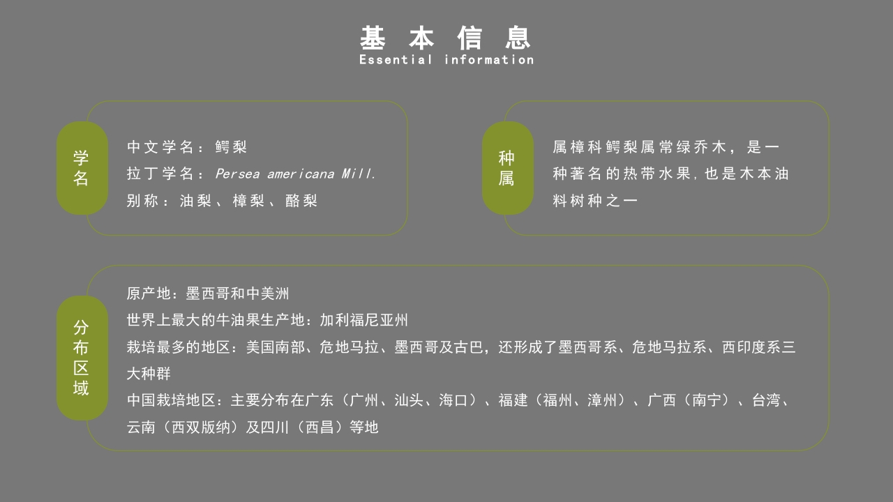 牛油果知识介绍科普PPT课件4