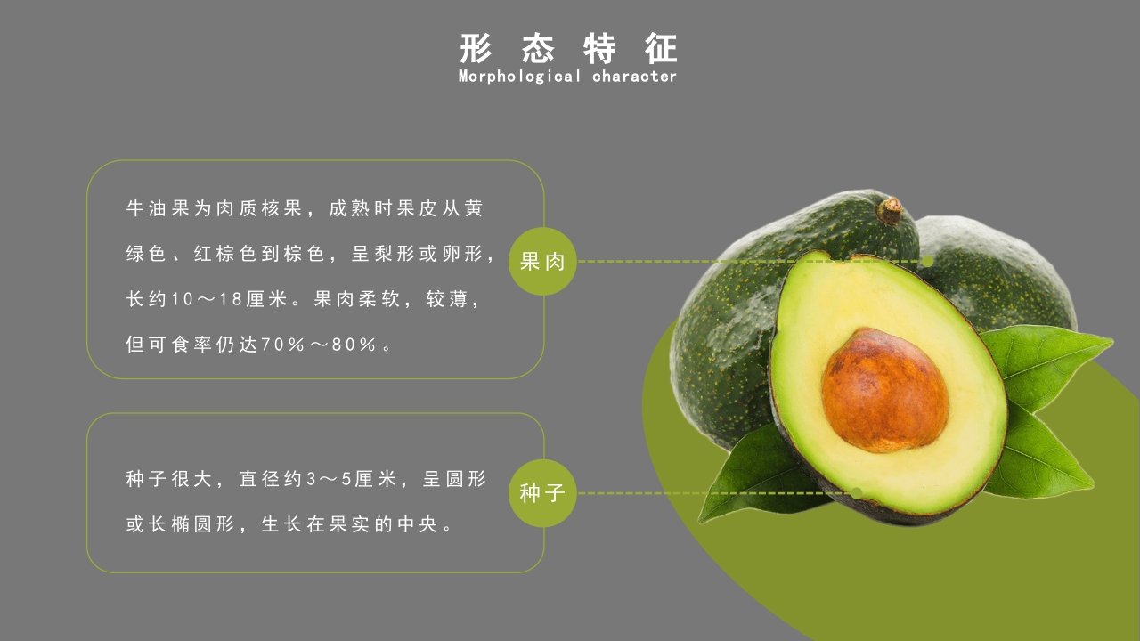 牛油果知识介绍科普PPT课件5