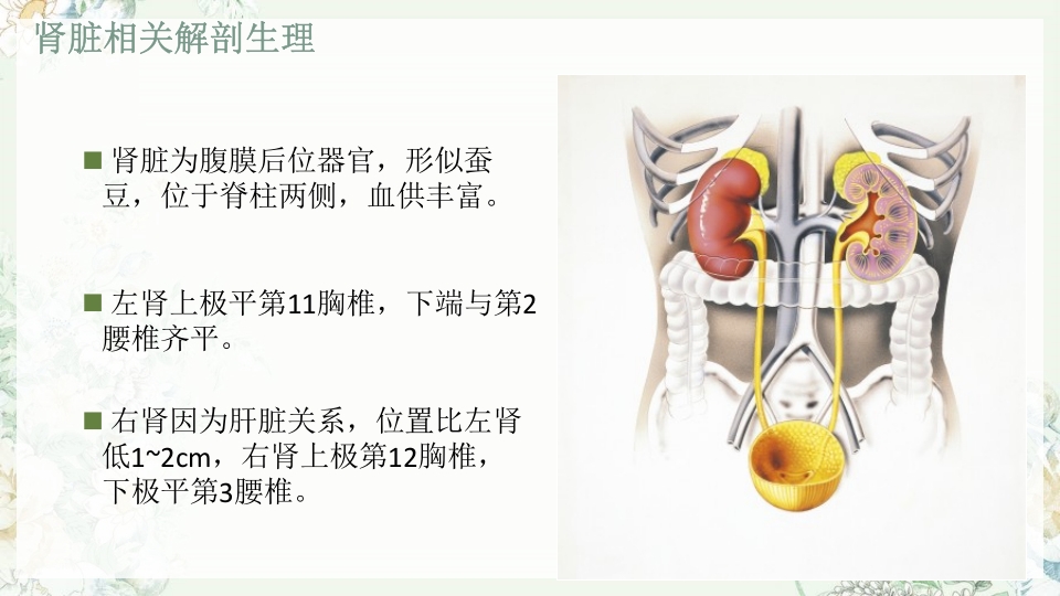 肾功能不全护理PPT课件下载4
