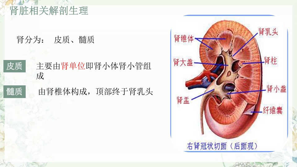 肾功能不全护理PPT课件下载5