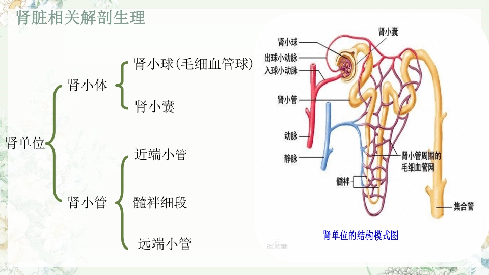 肾功能不全护理PPT课件下载6