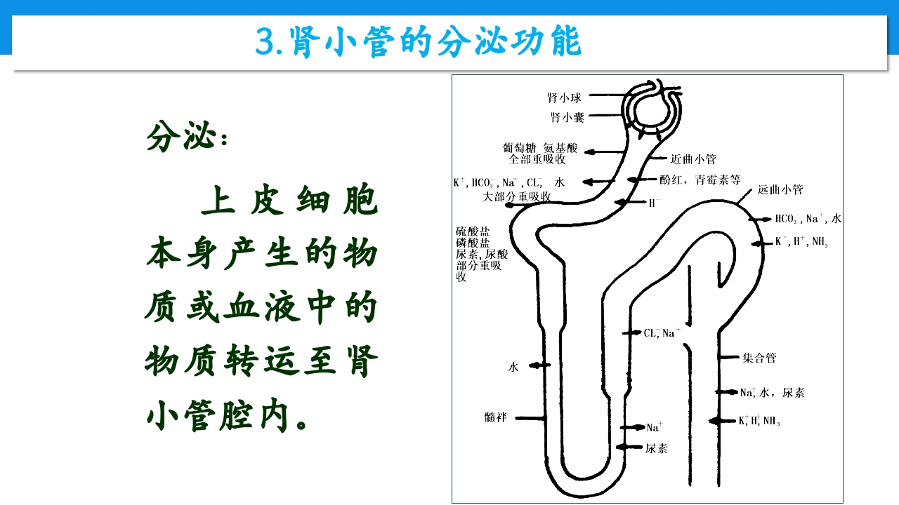 肾功能不全患者合理用药与监护ppt10