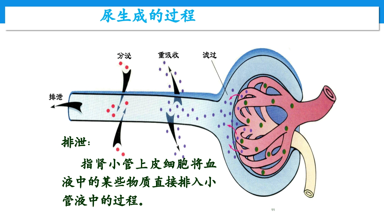 肾功能不全患者合理用药与监护ppt11
