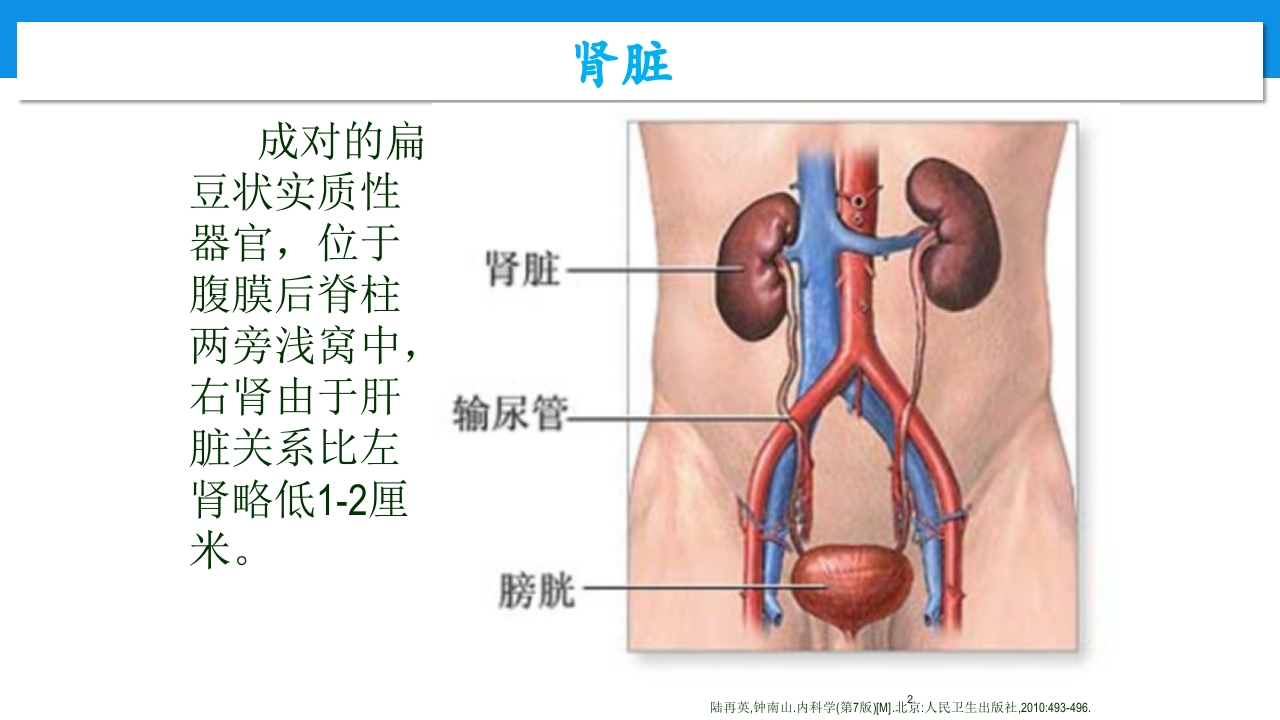 肾功能不全患者合理用药与监护ppt2